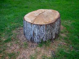 Best Tree Mulching  in Gilbert, IA