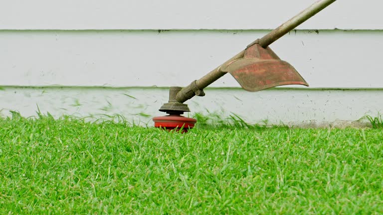 Best Tree Removal  in Gilbert, IA