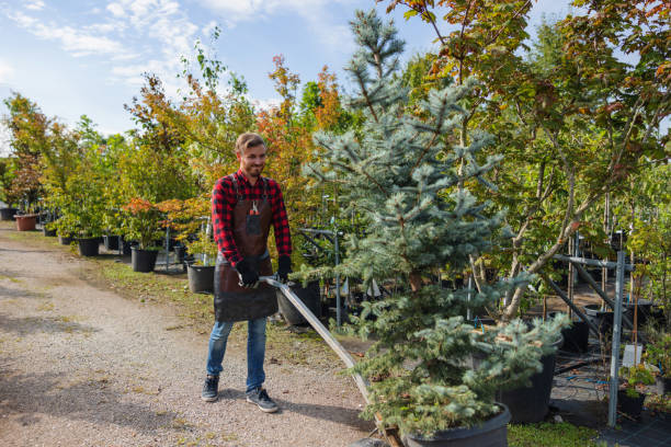 Best Tree and Shrub Care  in Gilbert, IA